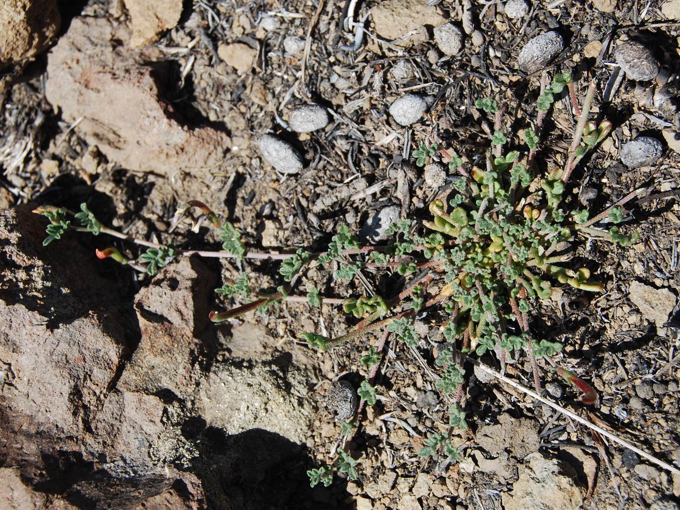 acmispon-strigosus-12may2014-6