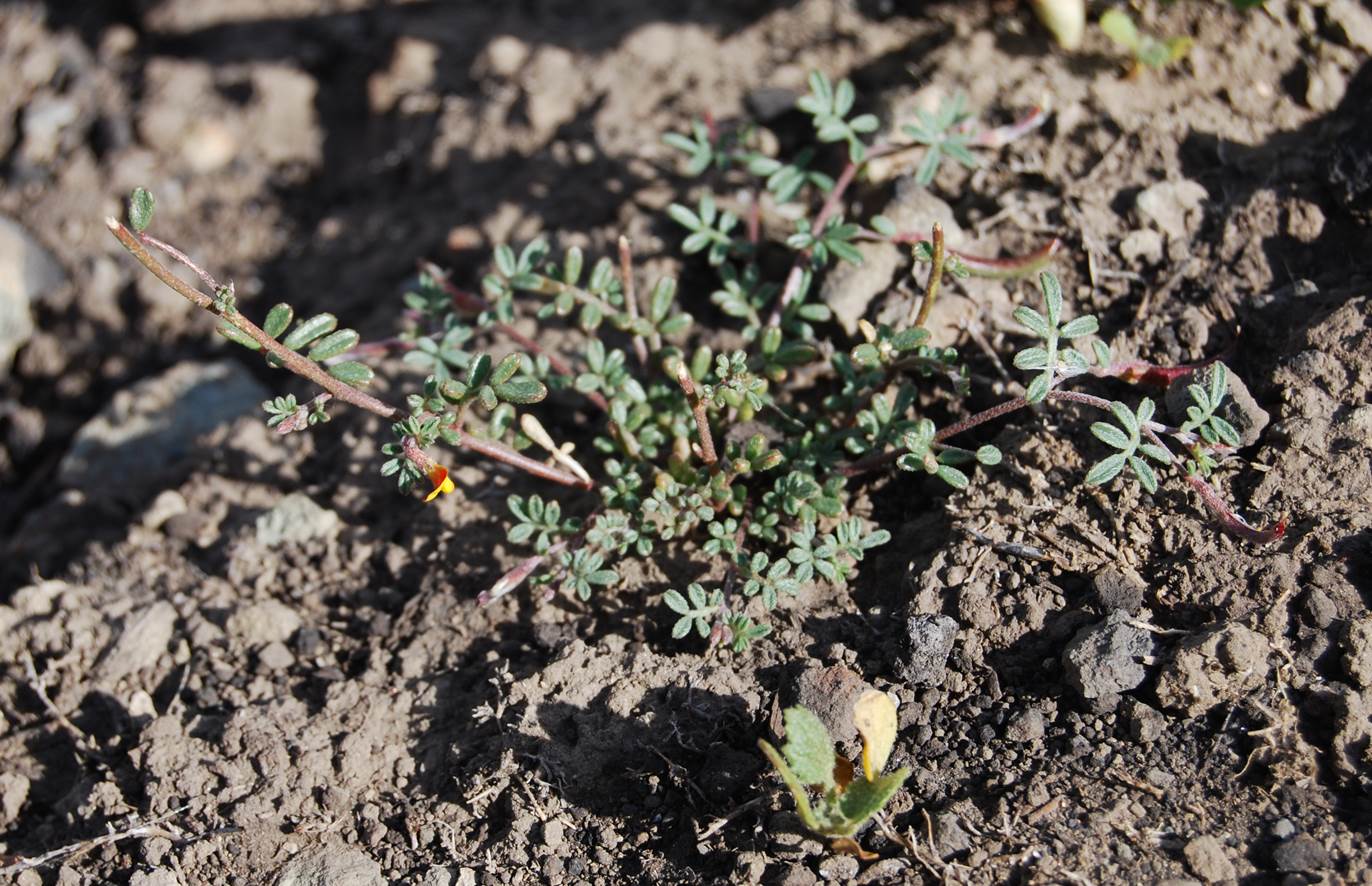 acmispon-strigosus-20may2014-1