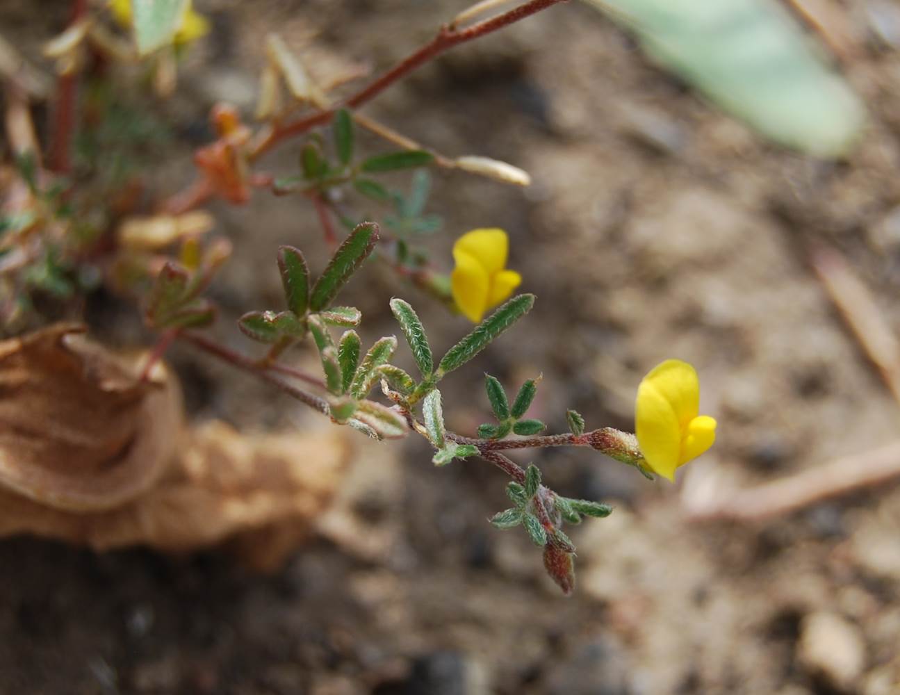 acmispon-strigosus-29may2014-1