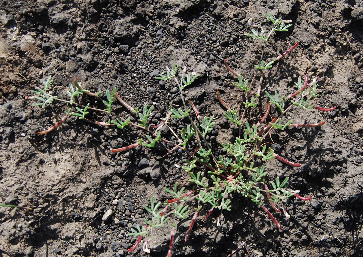 acmispon-strigosus-4may2014-1