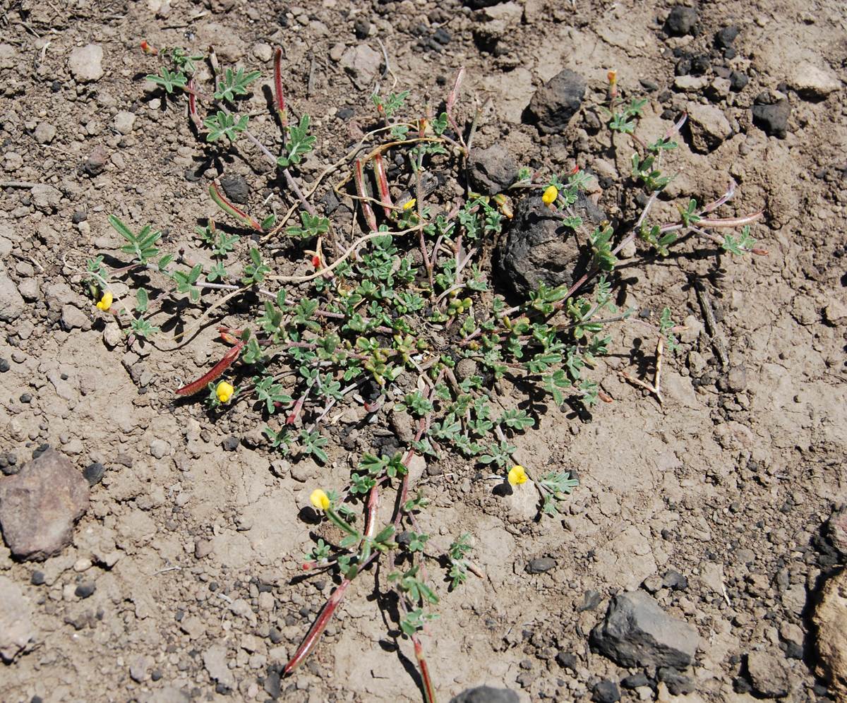 acmispon-strigosus-7may2014-3