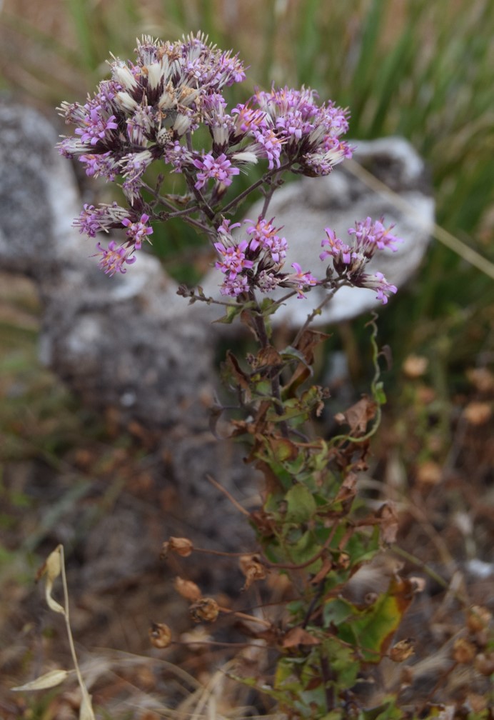 acourtia-microcephala-12june2016-2