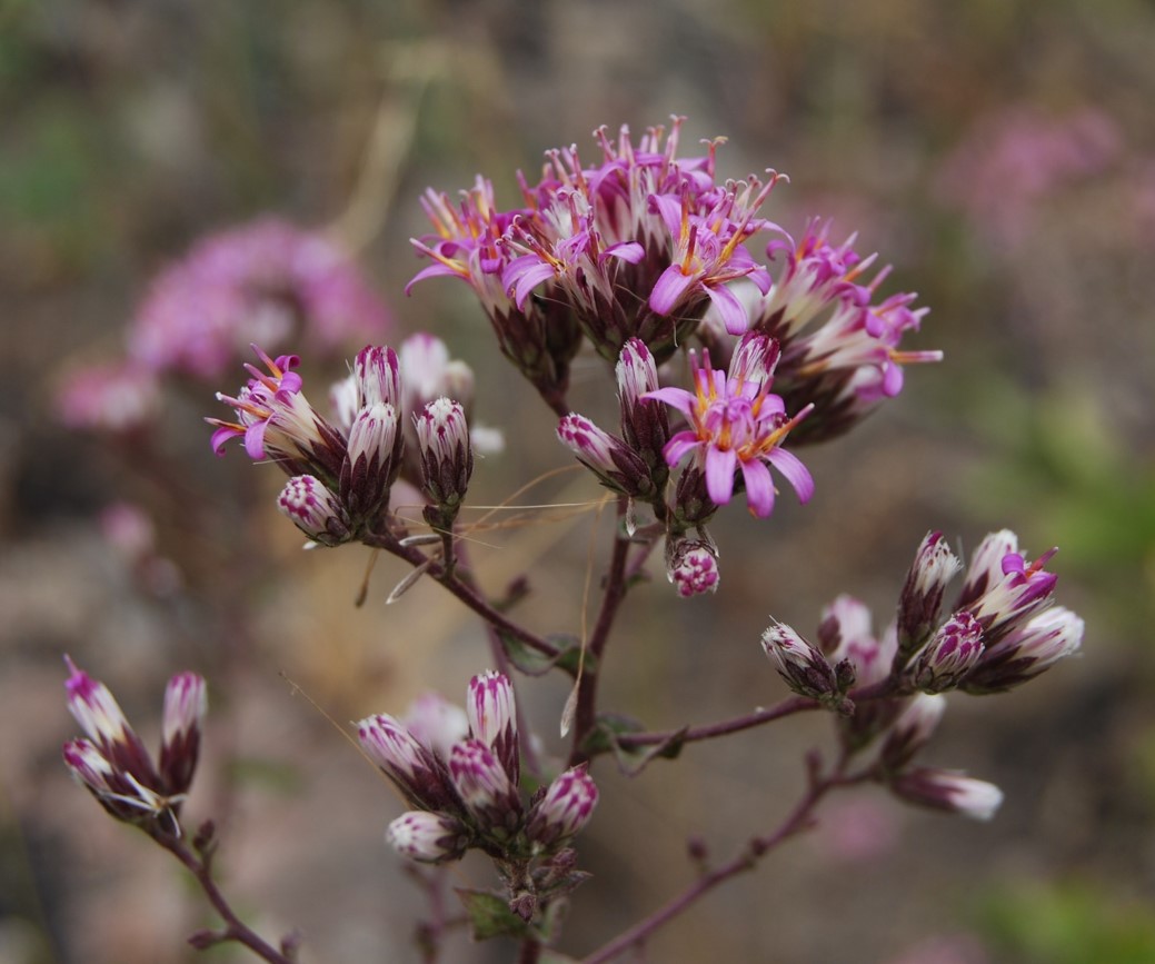 acourtia-microcephala-13june2014-1