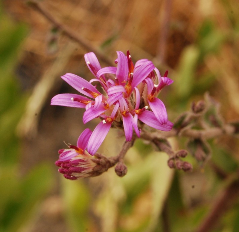 acourtia-microcephala-13june2014-23