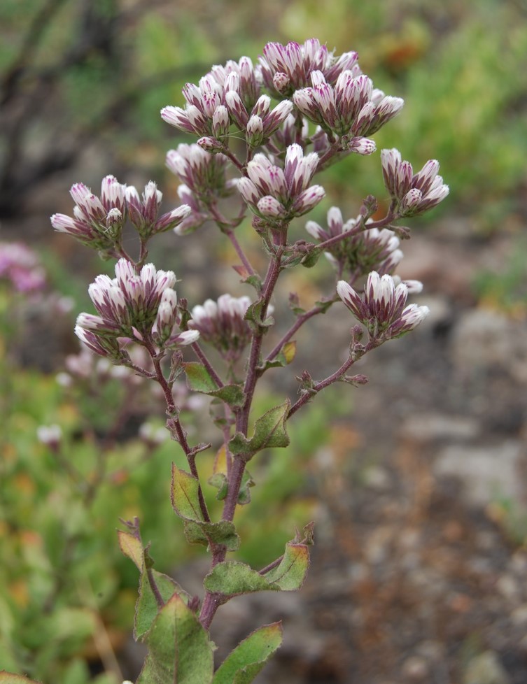 acourtia-microcephala-13june2014-5