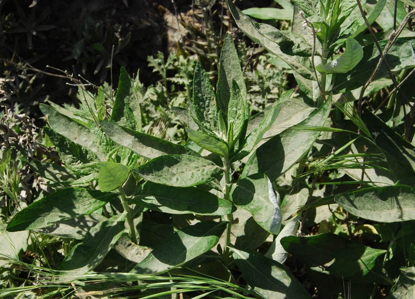artemisia-douglasiana-11apr2013-5