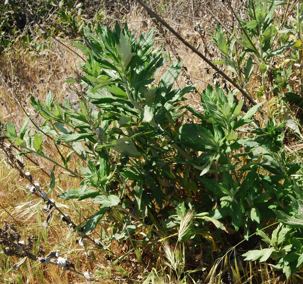 artemisia-douglasiana-11apr2013-9