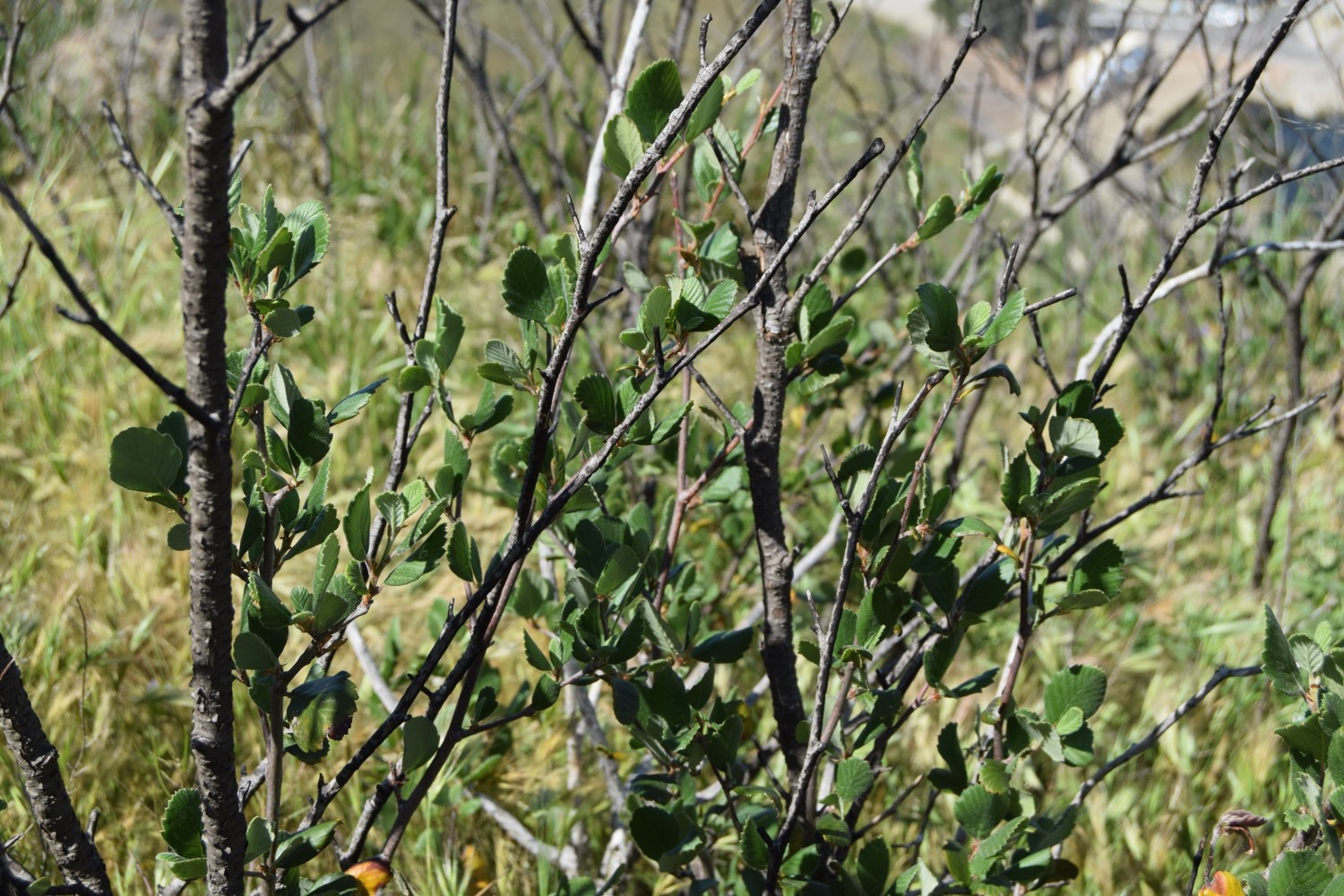 cercocarpus-betuloides-12apr2016-5