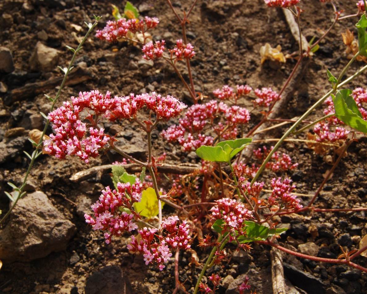 chorizanthe-staticoides-13june2014-1