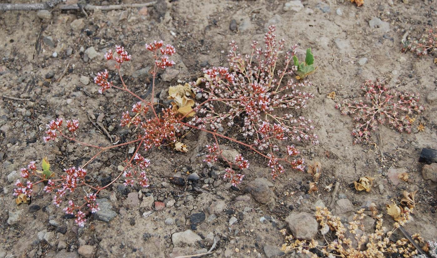 chorizanthe-staticoides-13june2014-12
