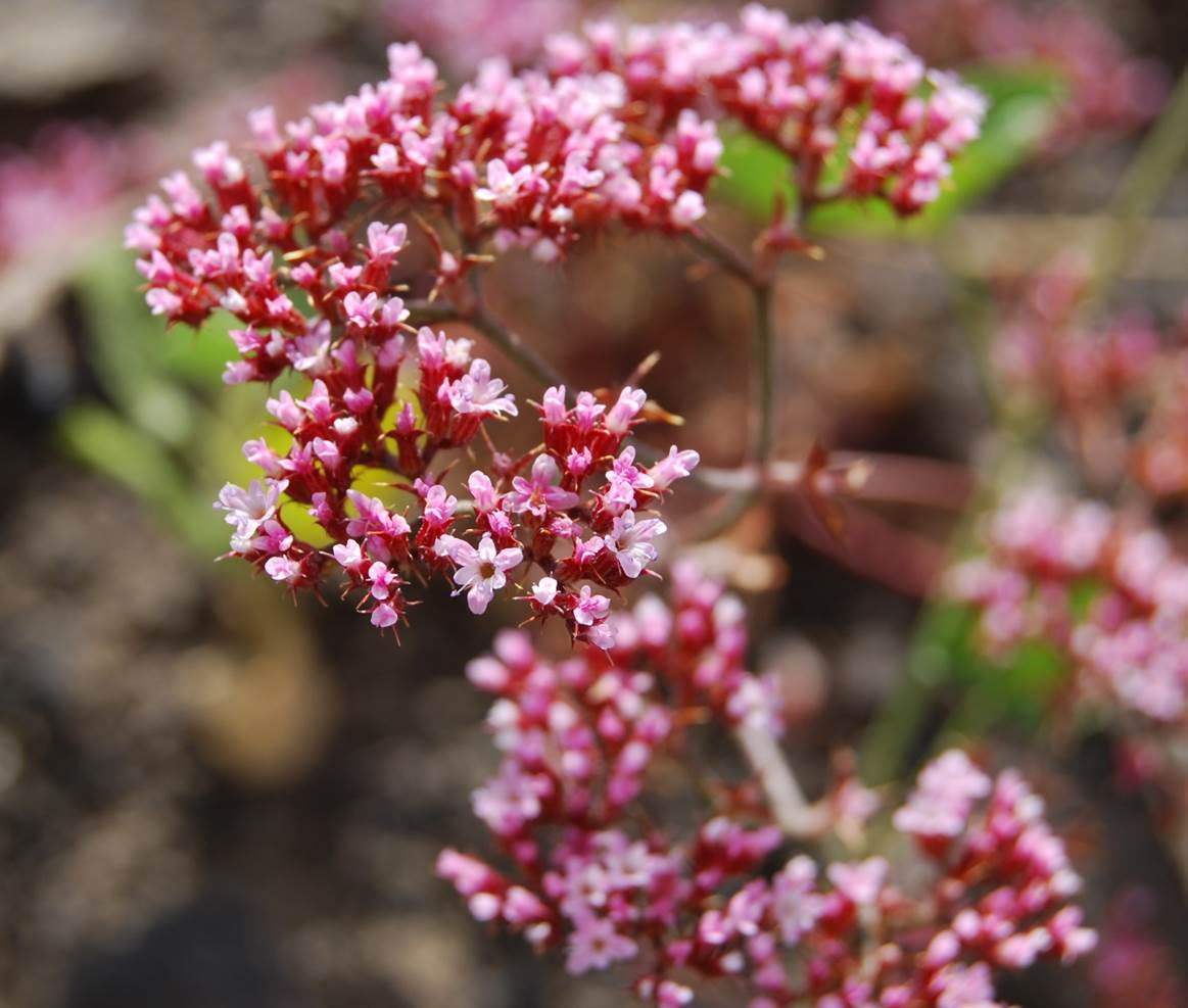 chorizanthe-staticoides-13june2014-5