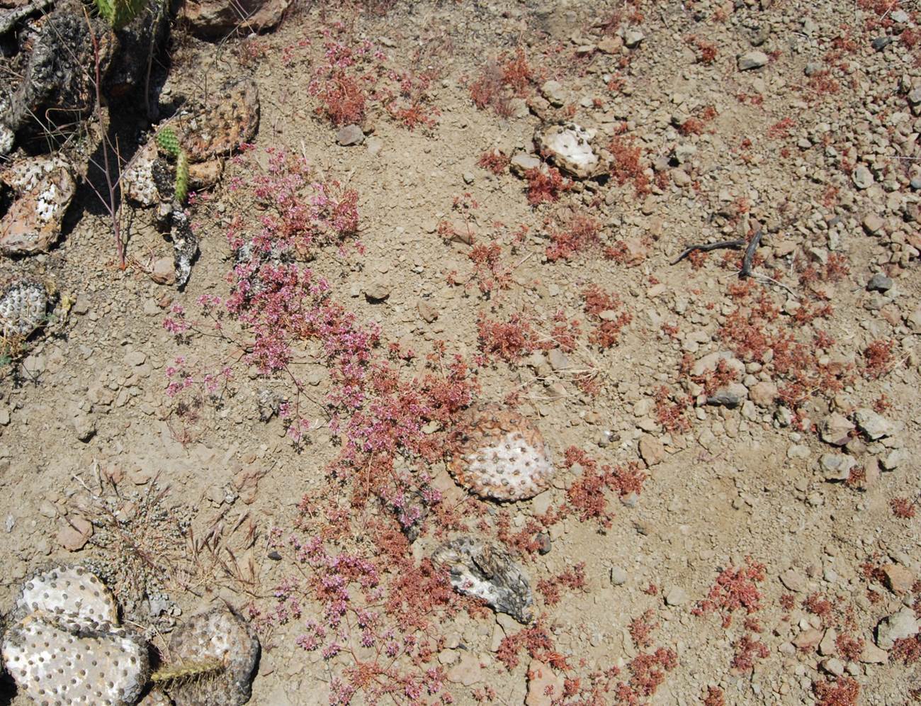 chorizanthe-staticoides-23may2014-18