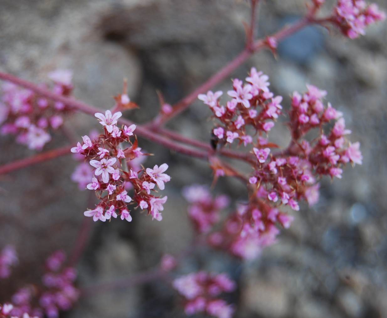 chorizanthe-staticoides-23may2014-27