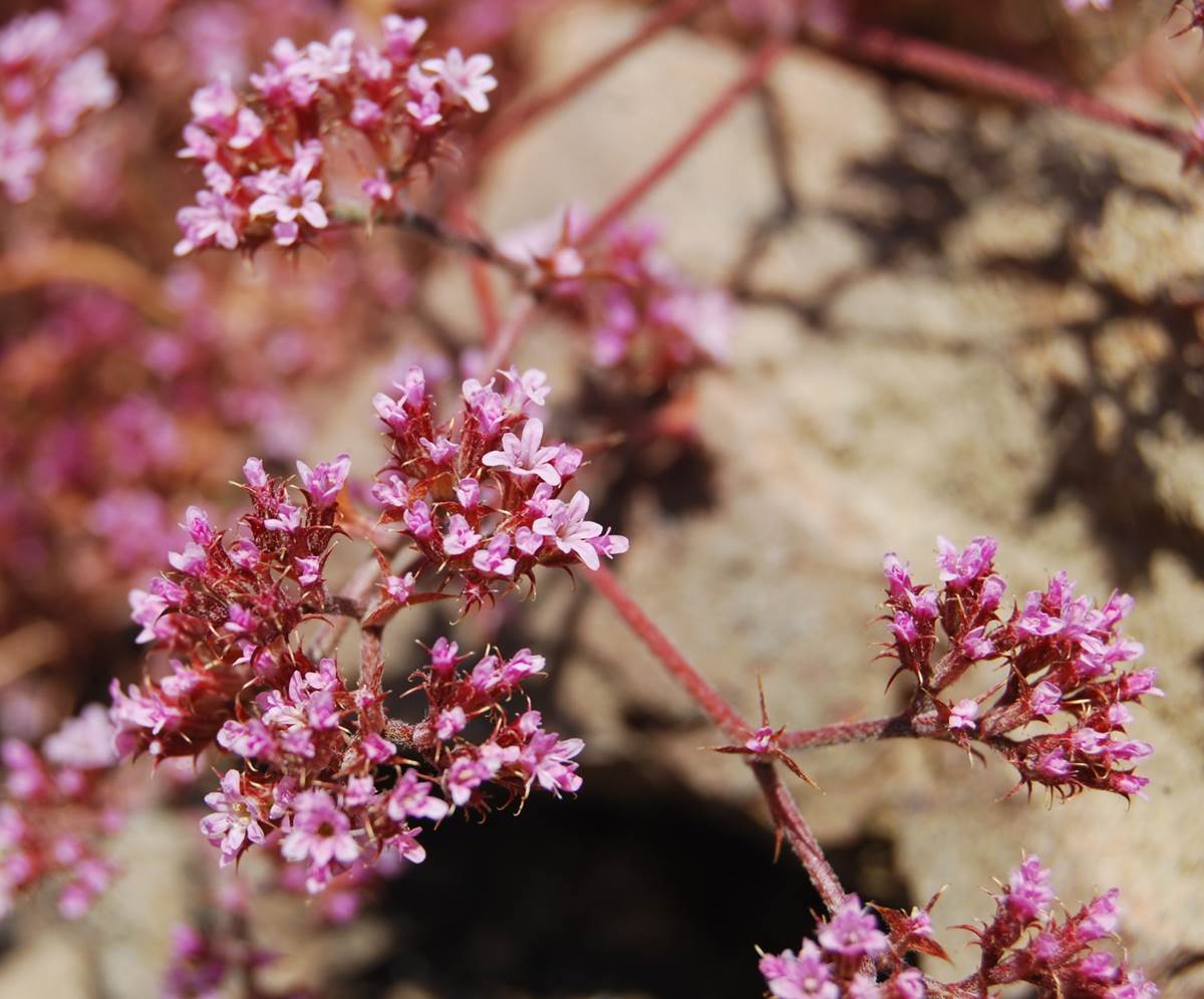 chorizanthe-staticoides-23may2014-5