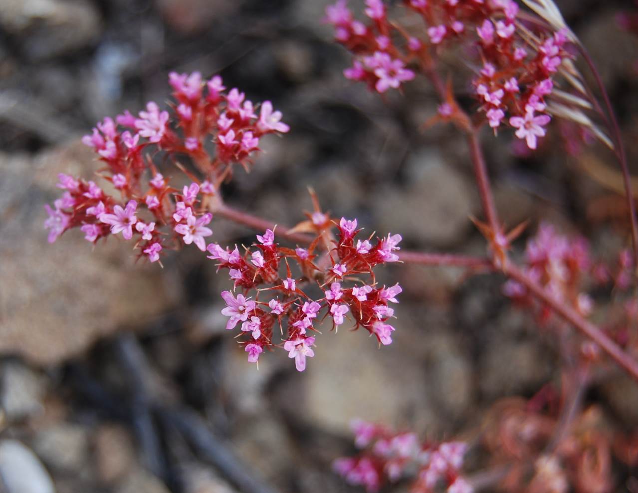 chorizanthe-staticoides-29may2014-2