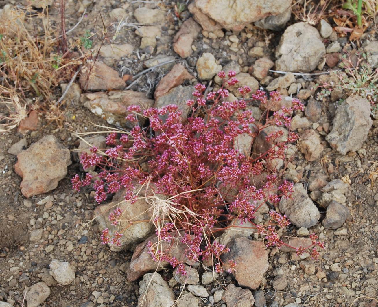 chorizanthe-staticoides-29may2014-4