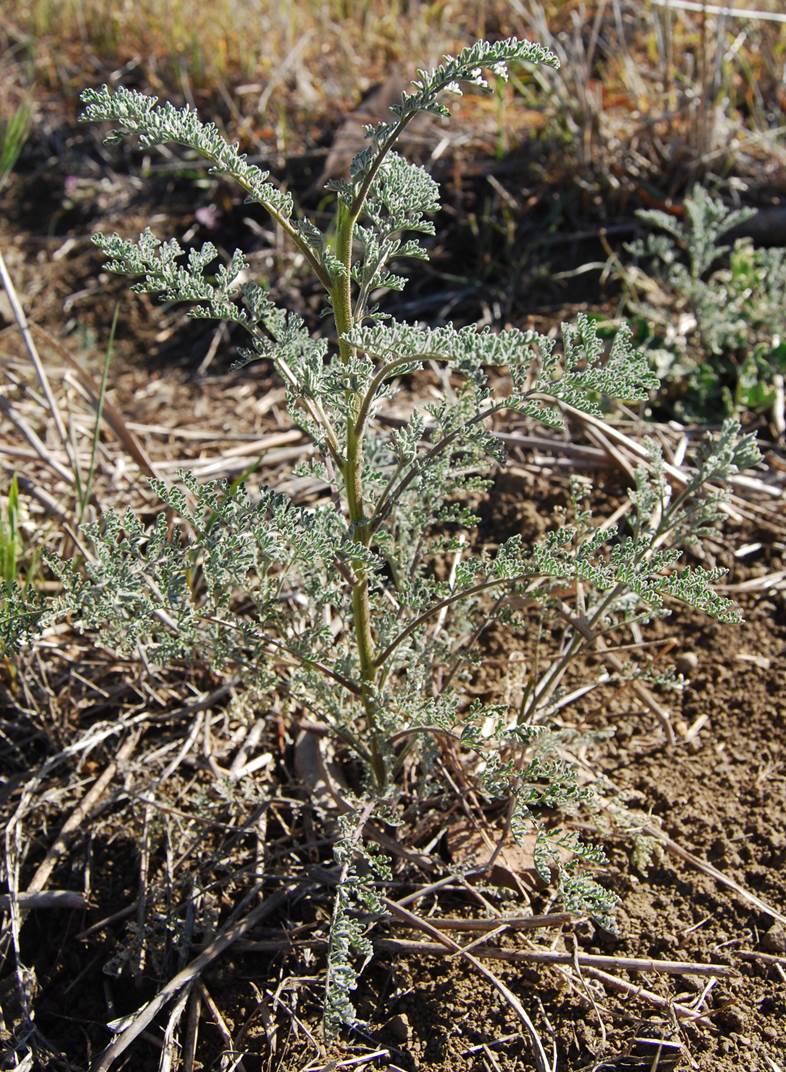 descurainia-pinnata-22feb2013-12