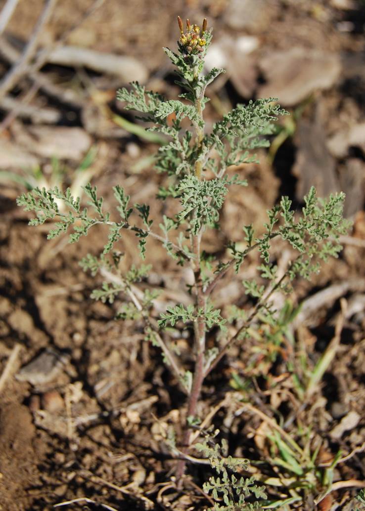 descurainia-pinnata-22feb2013-19