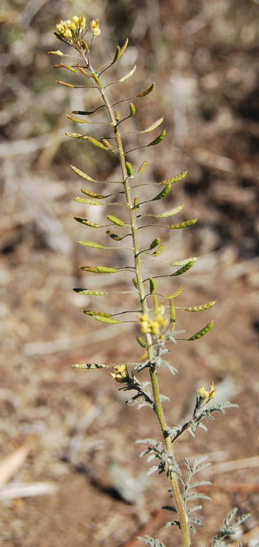 descurainia-pinnata-22feb2013-22