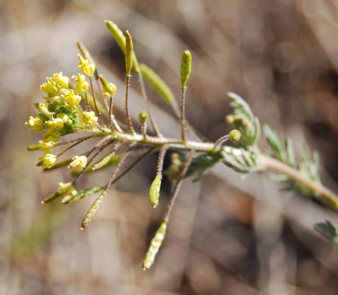 descurainia-pinnata-22feb2013-5