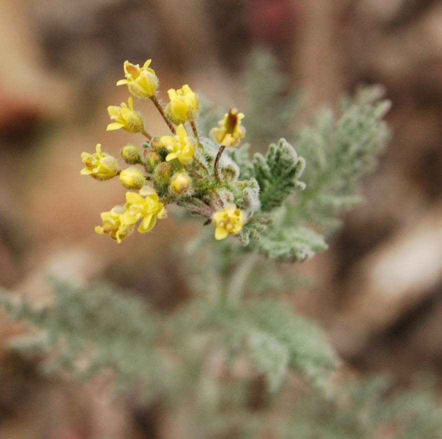 descurainia-pinnata-5mar2013-4
