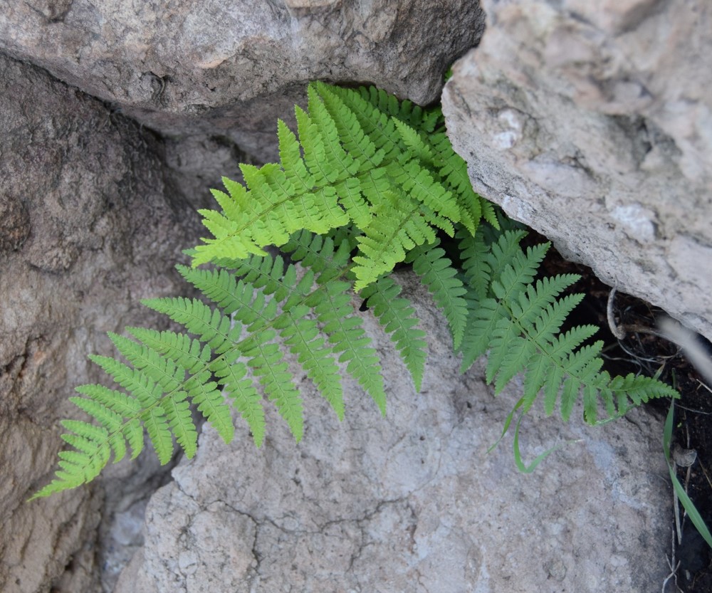 dryopteris-arguta-12mar2016-11