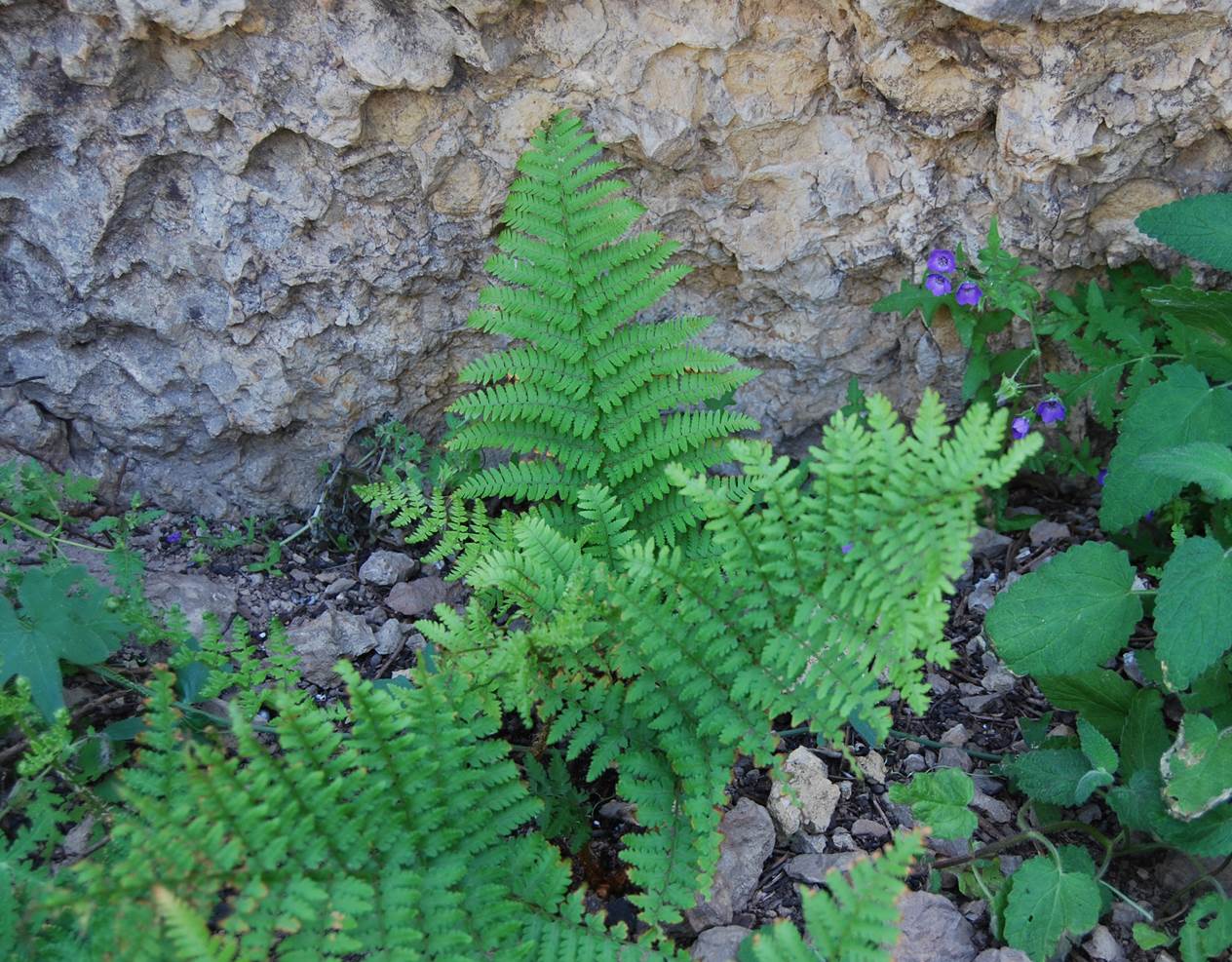 dryopteris-arguta-7may2014-2