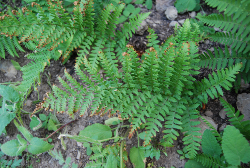 dryopteris-arguta-7may2014-8