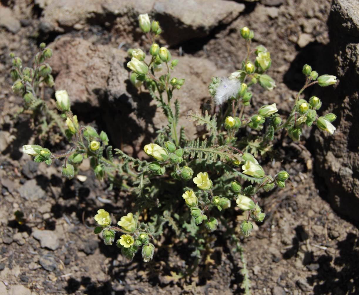 emmenanthe-penduliflora-12may2014-1
