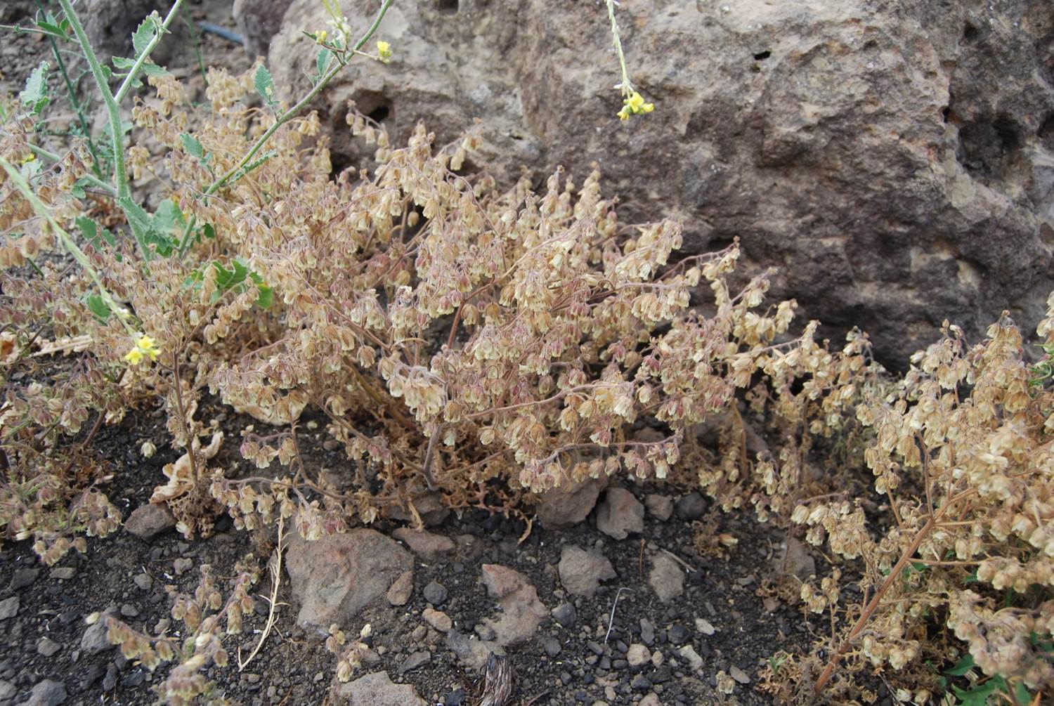 emmenanthe-penduliflora-29may2014-1