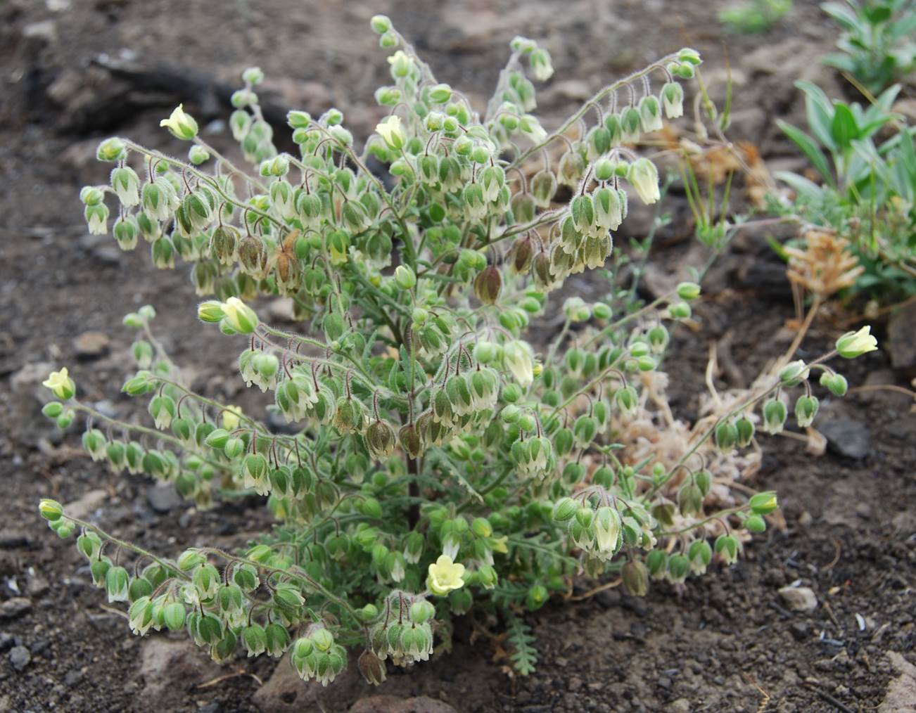 emmenanthe-penduliflora-29may2014-3