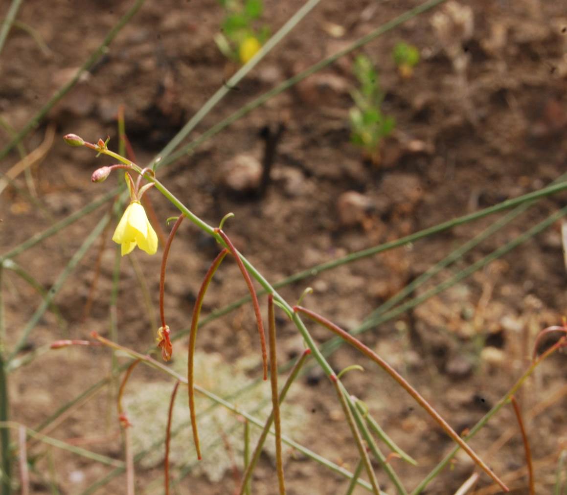 eulobus-californicus-13june2014-2