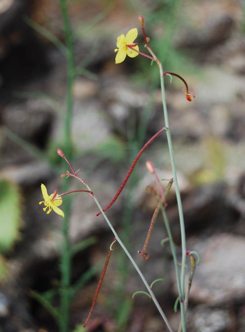 eulobus-californicus-29may2014-10
