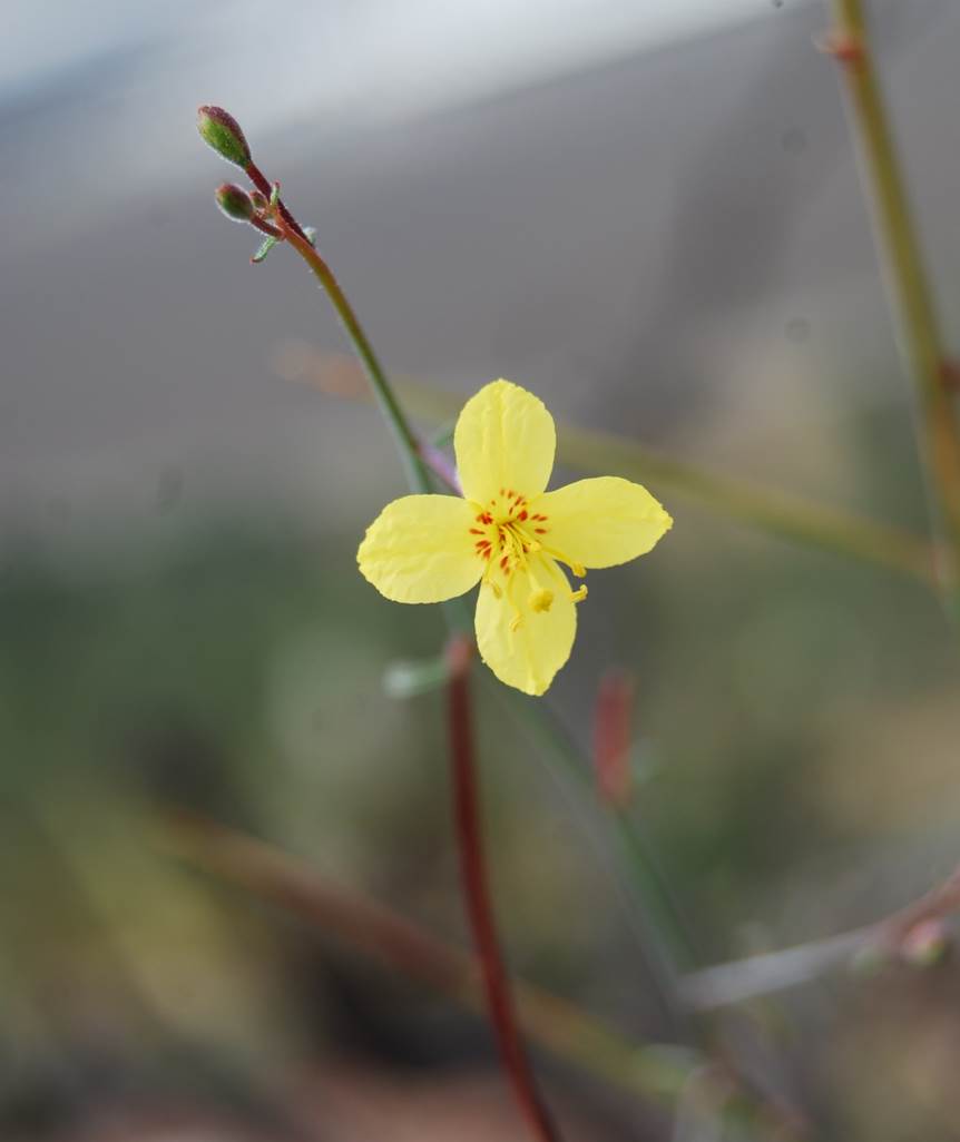 eulobus-californicus-29may2014-15