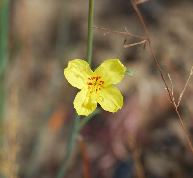 eulobus-californicus-29may2014-2