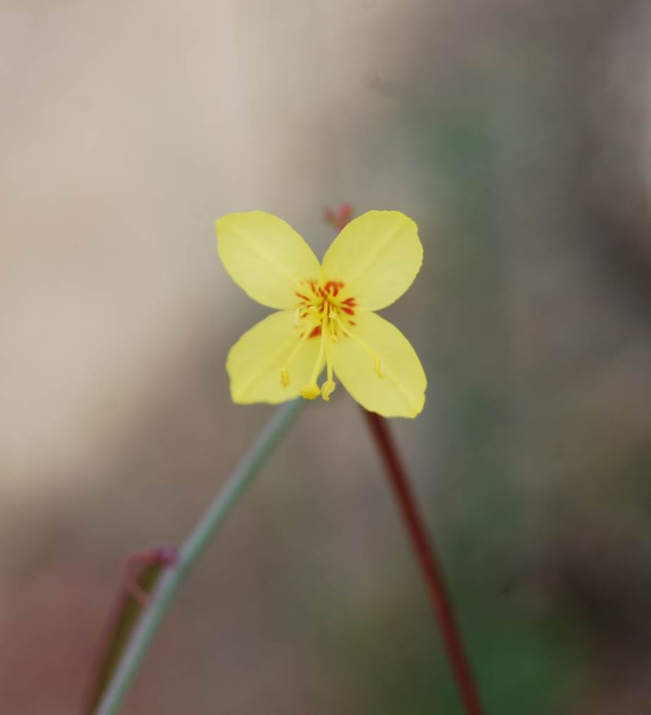 eulobus-californicus-29may2014-34