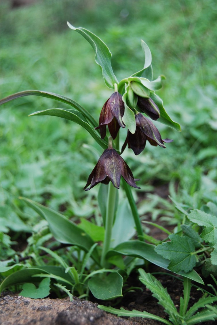 fritillaria-biflora-26jan2016-2
