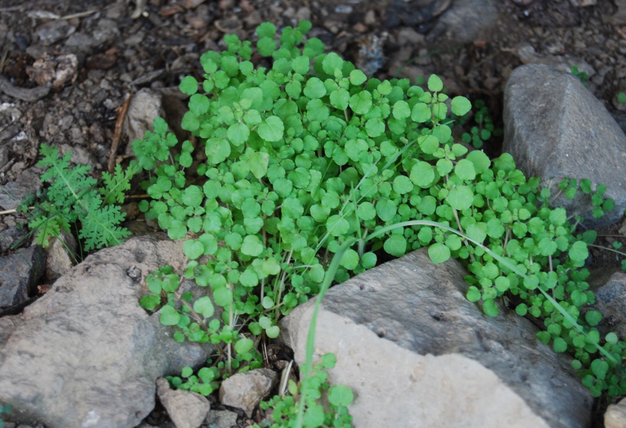 parietaria-hespera-10apr2014-1