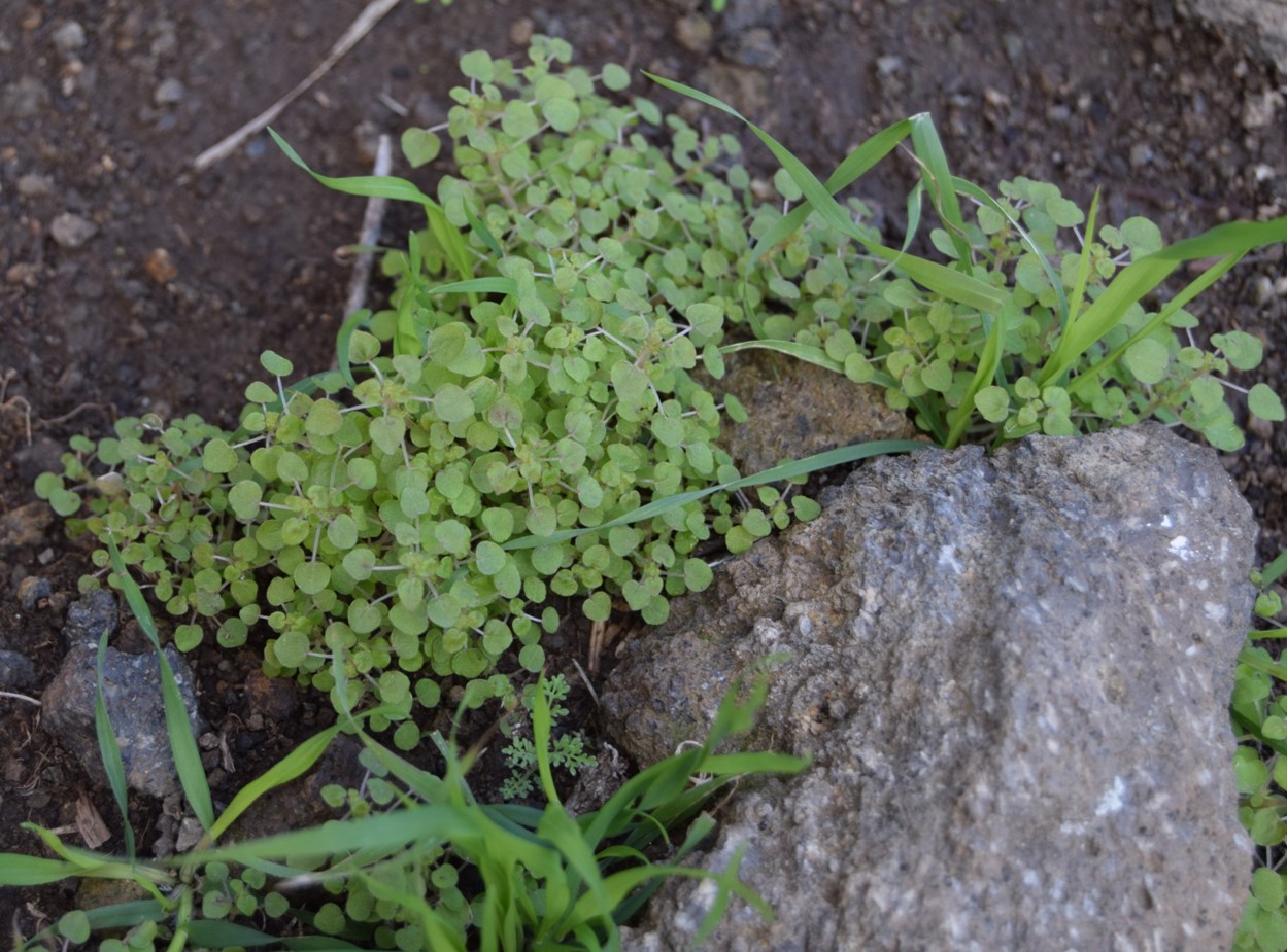 parietaria-hespera-13mar2016-12