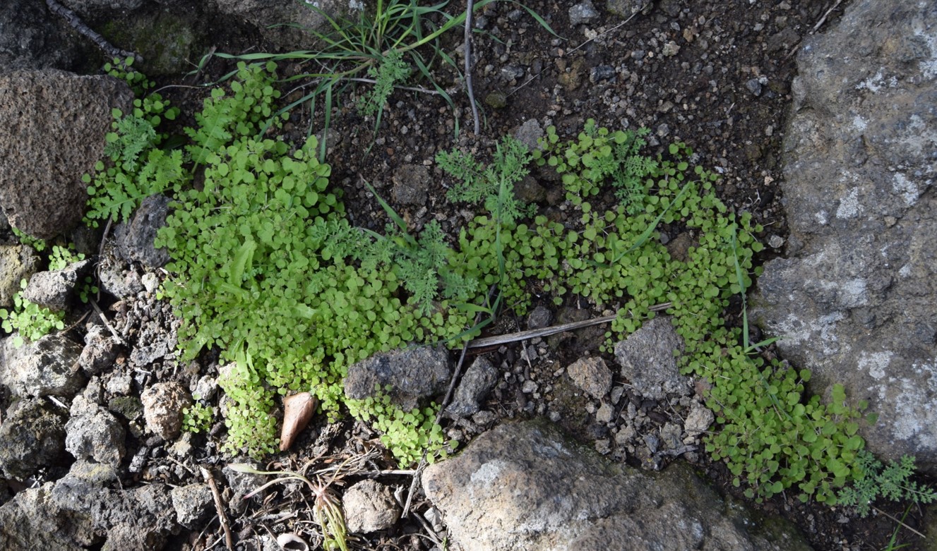 parietaria-hespera-13mar2016-8