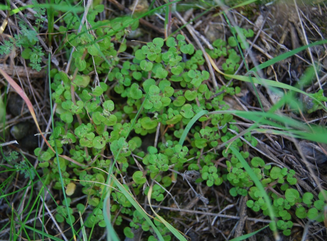 parietaria-hespera-15feb2013-1