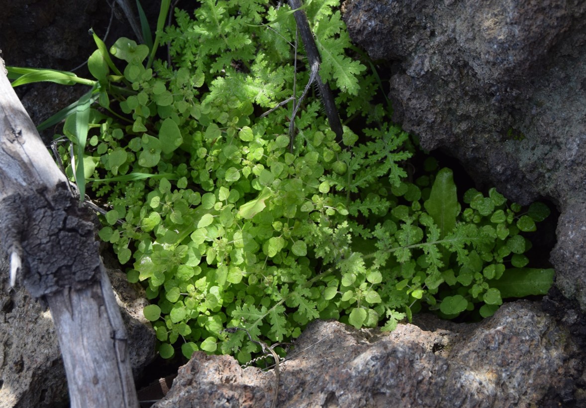 parietaria-hespera-1mar2016-21