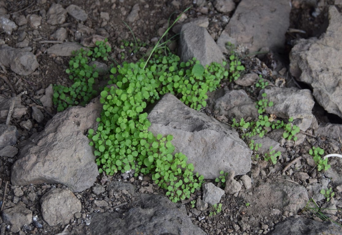 parietaria-hespera-23feb2016-2