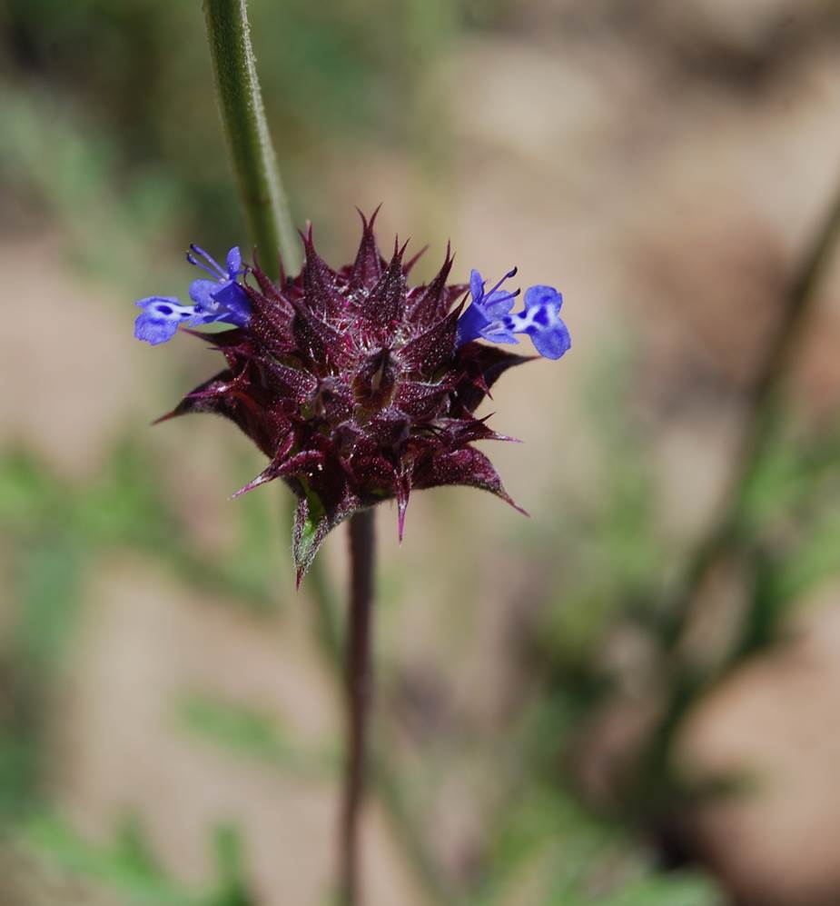 salvia-columbariae-23may2014-11