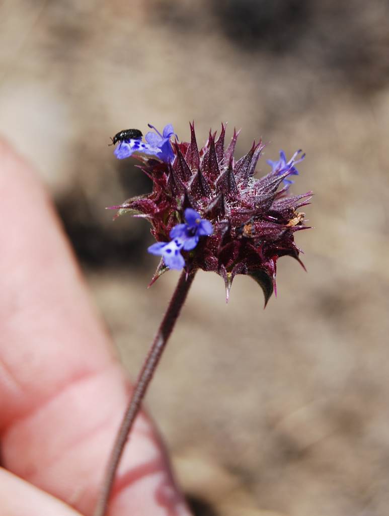 salvia-columbariae-23may2014-18