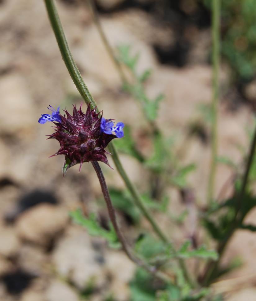 salvia-columbariae-23may2014-2