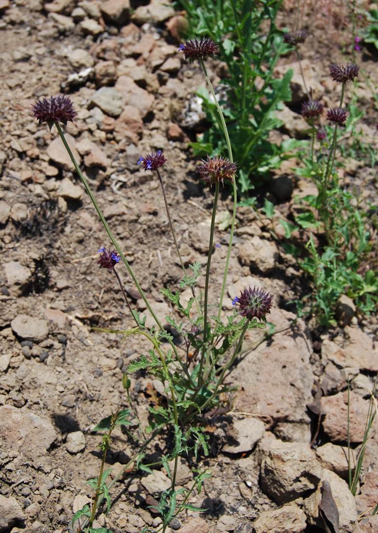 salvia-columbariae-23may2014-6