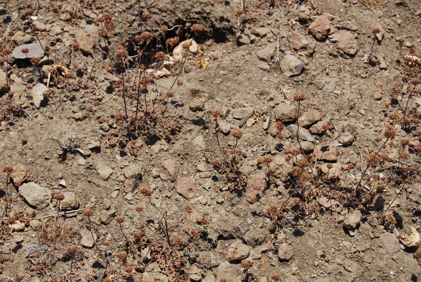 salvia-columbariae-23may2014-9