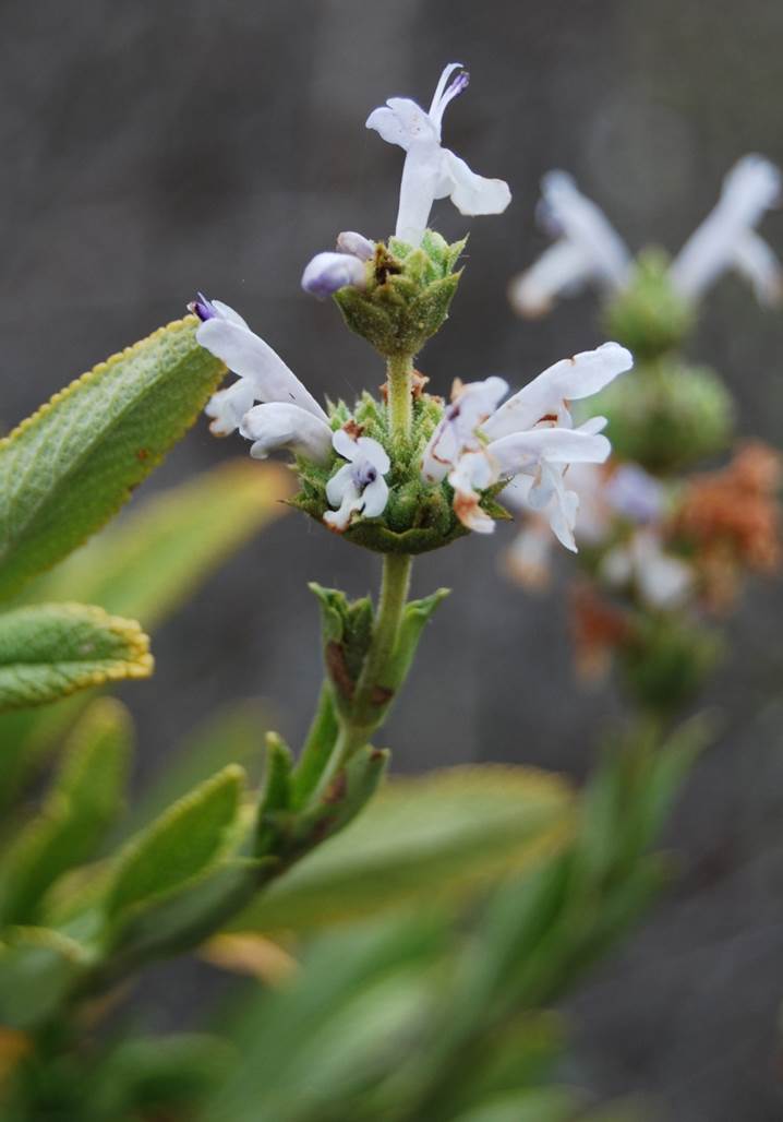 salvia-mellifera-24apr2013-1