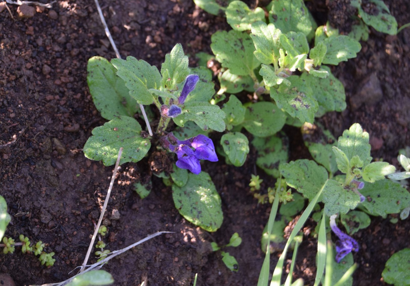 scutellaria-tuberosa-1-12mar2016